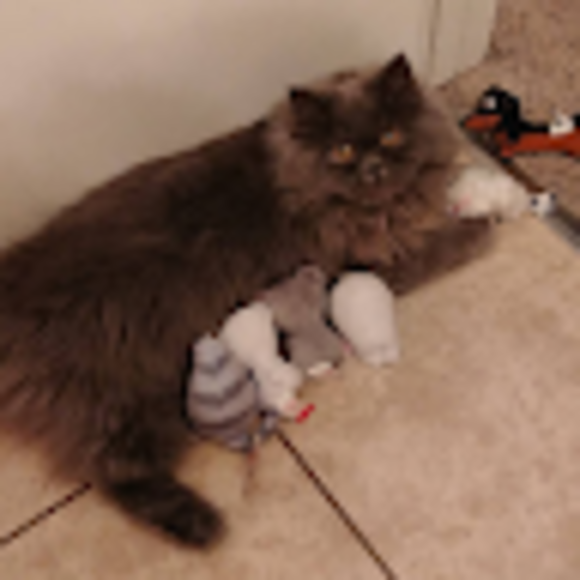 kittykat179